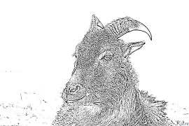 kambing Halaman Pewarna Boleh Cetak
